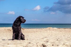 Spiagge pet friendly